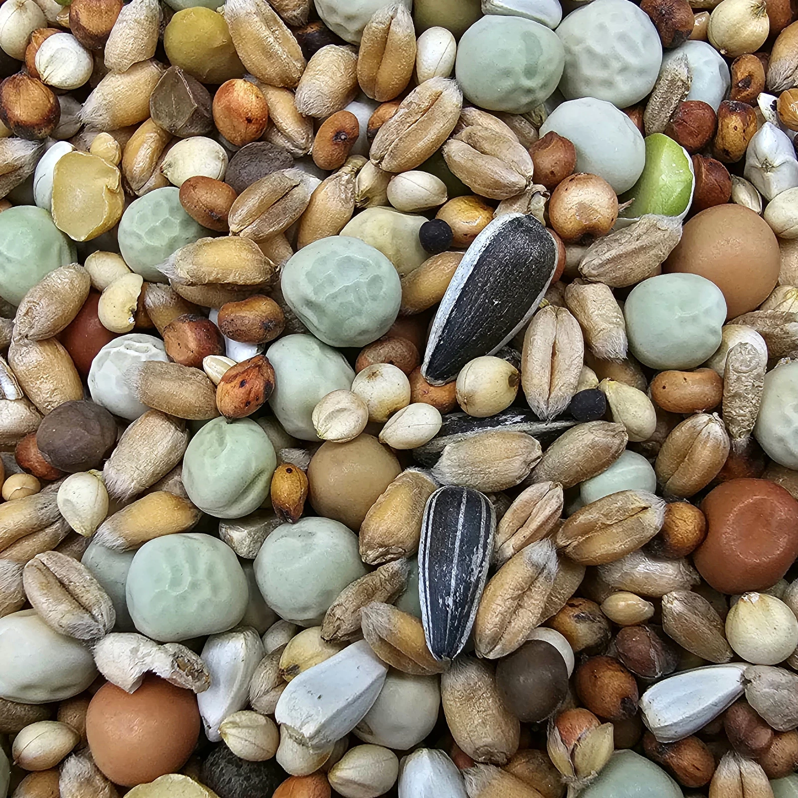 Paloma Nr.48 Super Zucht U. Jungt. Ohne Mais 25kg 1 Paloma Nr.48 Super Zucht U. Jungt. Ohne Mais 25kg