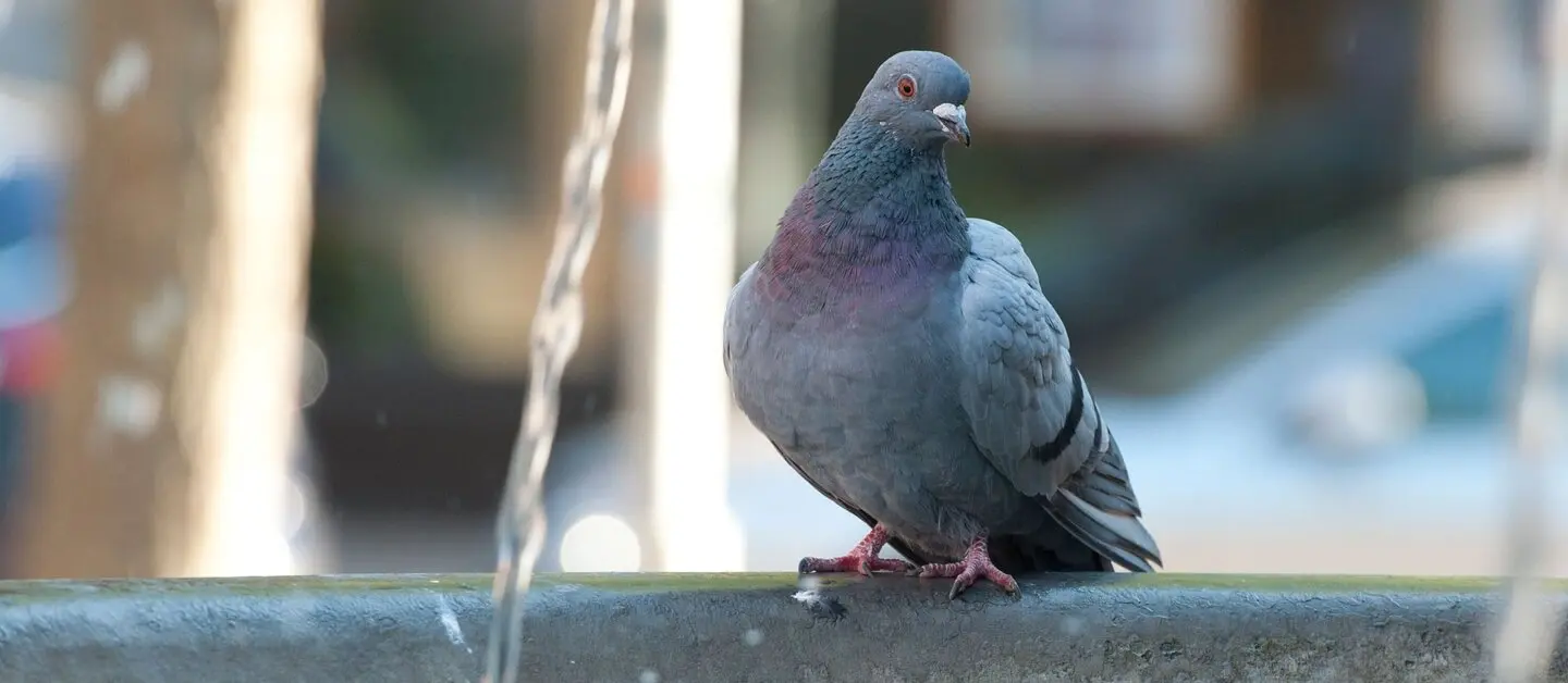 Tauben Geschaft -Tauben Geschaft csm Taube Brunnen c dtschb a03664fec7